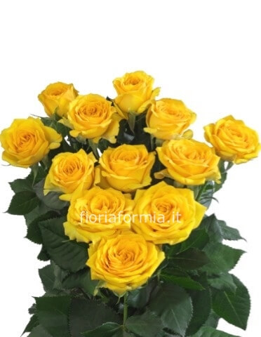 Rose gialle a steli