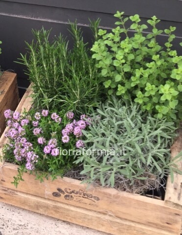 Cassettina di erbe aromatiche miste